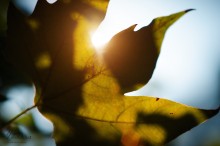 Autumn leaf / ***