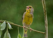 Singer in the rain / ***