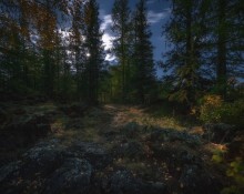 On the forest path at night ... / ***