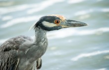 Yellow-crowned Night Heron / Yellow-crowned Night Heron