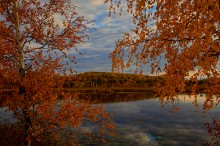 Birch / ***