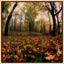 The park graph Yale / ***