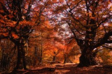 Red autumn in the forest / ***