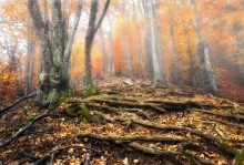 The steps in the misty forest / ***