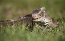 The green iguana or common iguana / The green iguana or common iguana