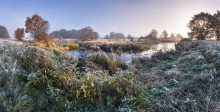 Morning in the swamp / ***