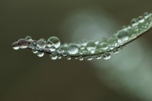 Droplets on the grass ... / ***