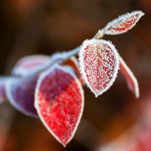 The first frost / ***