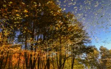 Reflections in the water / ***