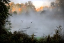 Autumn sketch with wild ducks ... / ***