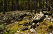 In the Stone Forest / ***