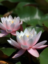 There in the dark old park pond ... / ***