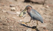 green heron catches fish / green heron catches fish