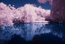 Swan Lake / ***