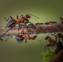 Ants and aphids ... / ***