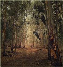 Eucalyptus forest / ***