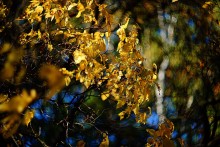 Autumn - a colorful dreams defoliation / ***