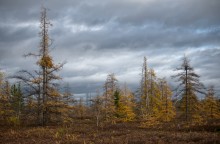 Transparent Autumn - Mer Bleue Bog / Transparent Autumn - Mer Bleue Bog