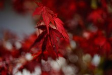 Autumn in Karuizawa / ***