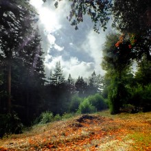 autumn forest / ***