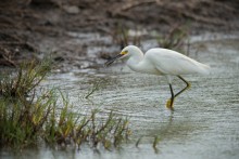 Snowy egret / The snowy egret (Egretta thula) is a small white heron