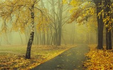 Fly yellow leaf ... / ***