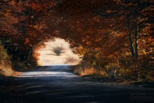 Road in Autumn II / ***