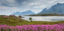 Fireweed and Islands / ***