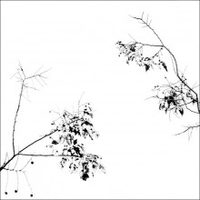 White square / ***