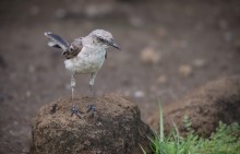 straight-legged / The Tropical Mockingbird