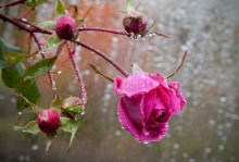 Under the autumn rain / canon macro 100 2,8L