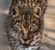 Caucasian leopard / ***