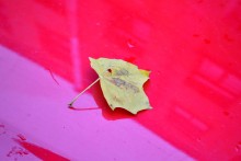 Maple leaf on the hood / ***