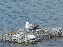 SEAGULL / ***