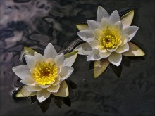 Lilies / 000000000000000000000000000