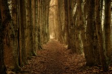 Autumn alley / ***