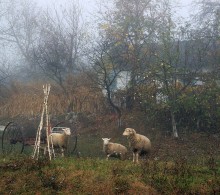 On the farm / ***