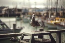 in the port of the Golden Gate / ***