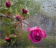 And knocked on my window in the autumn rose / canon macro 100 2,8L