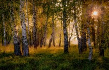 &quot;Morning in birch grove&quot; / ***