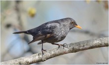 Male blackbird / ***
