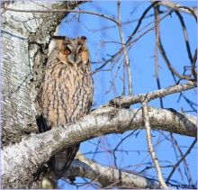 Screech-owl / ***