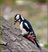 No one of you I will not give up. / ***