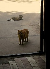 I ask not for myself ... / ***