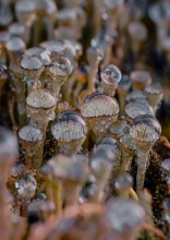 Full cup Cladonia ... / ***