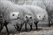 Hedgehogs / ***