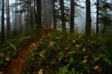 Walking in the autumn forest / ***