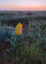 Dew at dawn. / ***