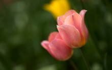 Floral Miniature / Floral Miniature