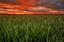 sunset over fields / ***